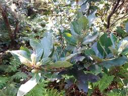 Image of Azores laurel