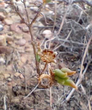 Image of Delosperma neethlingiae (L. Bol.) Schwant.