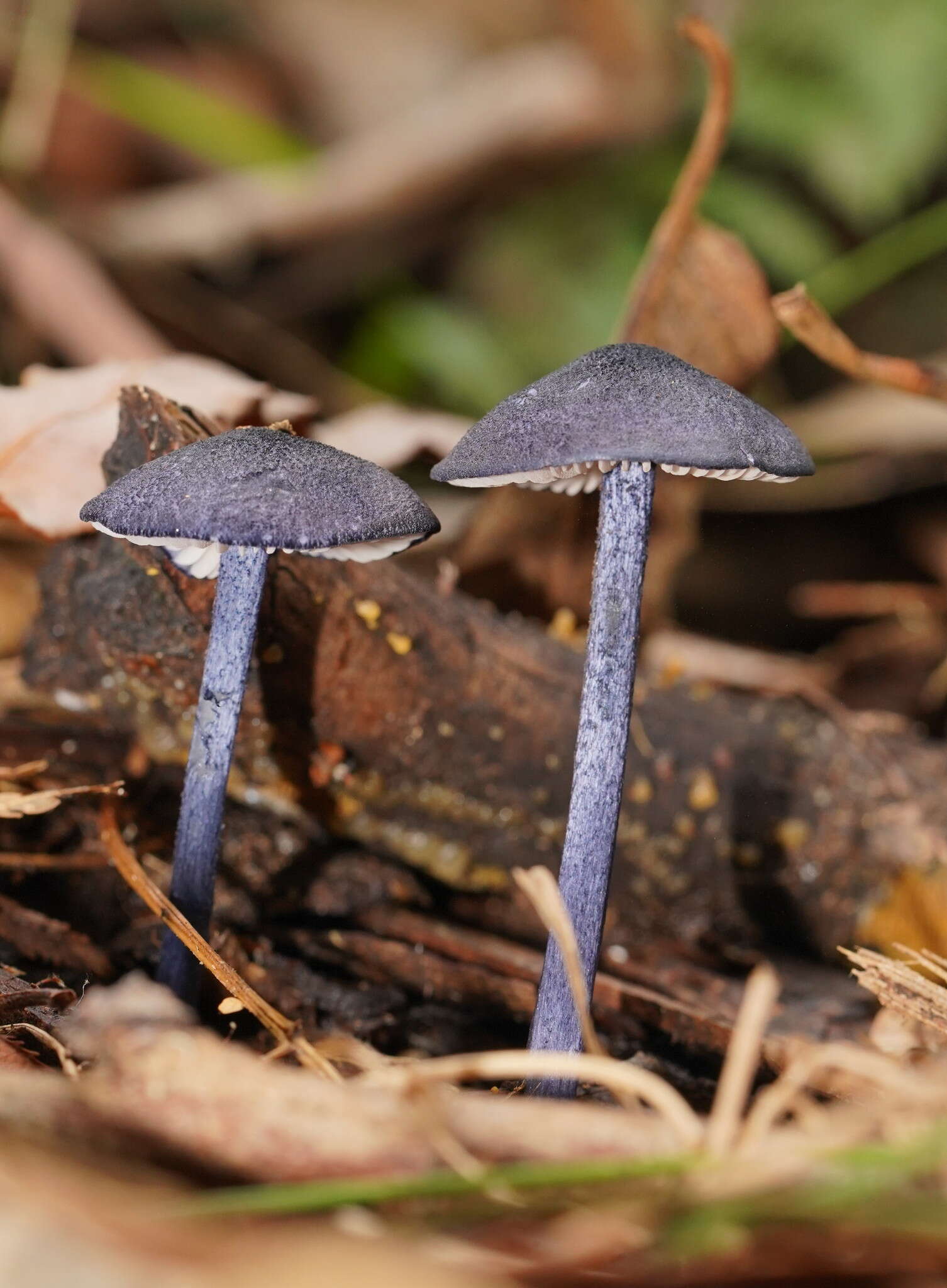 Image of Entoloma panniculus (Berk.) Sacc. 1887