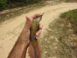 Image of Striped Woodcreeper