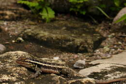 Image of Sceloporus variabilis olloporus Smith 1937