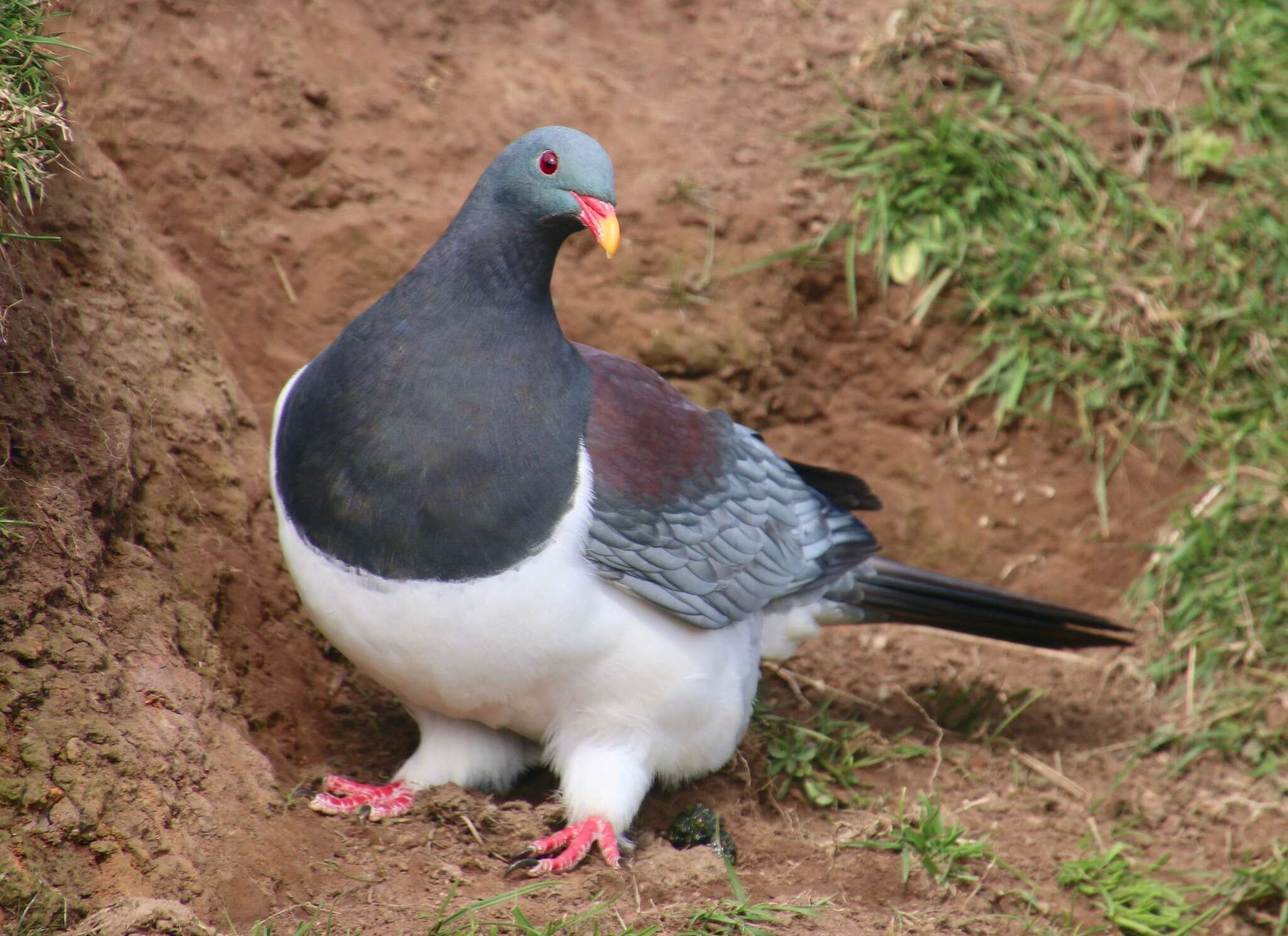 Image of Chatham Island pigeon