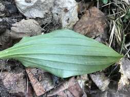 Image of Spotted lady's slipper