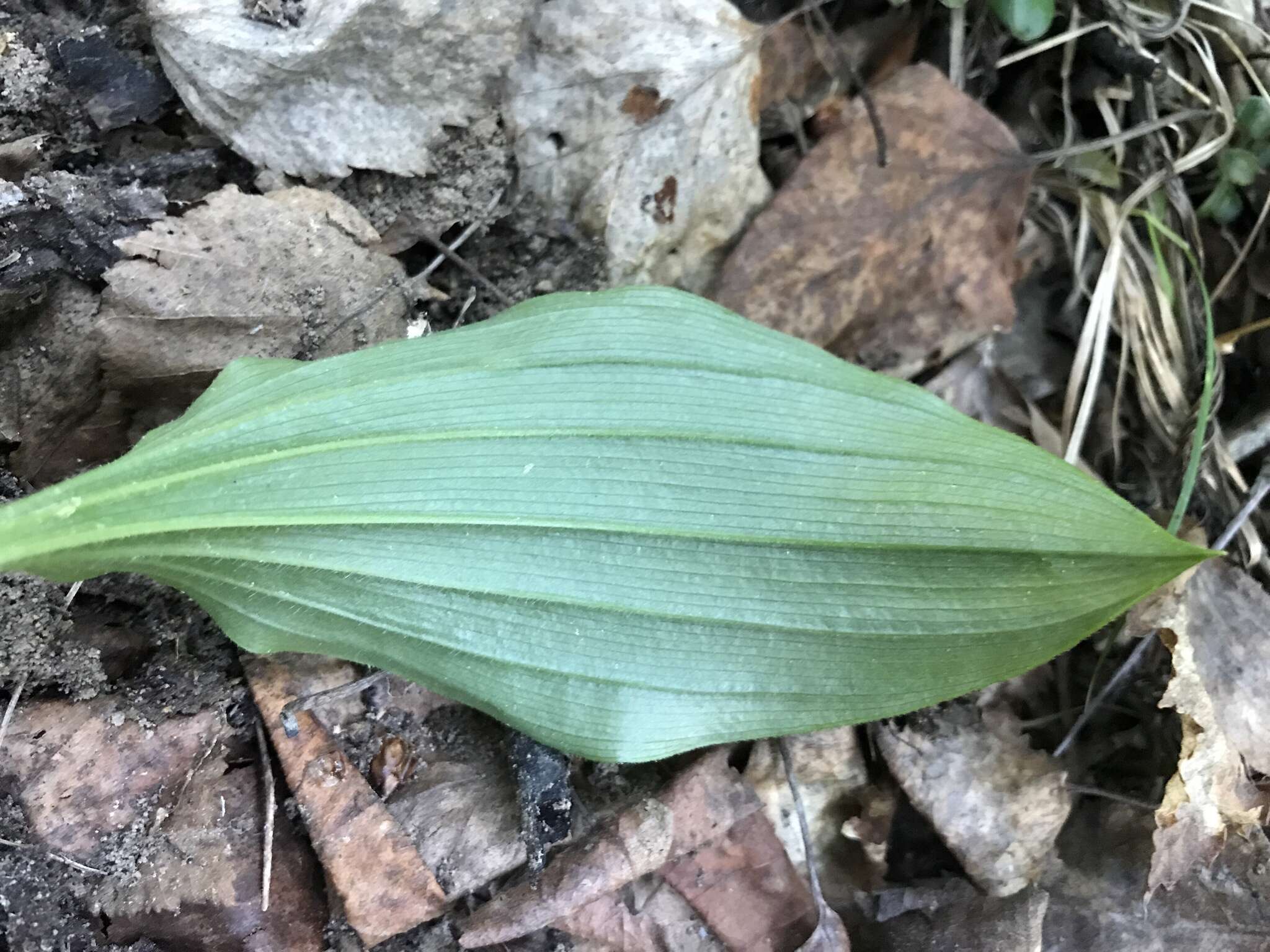 Image of Spotted lady's slipper