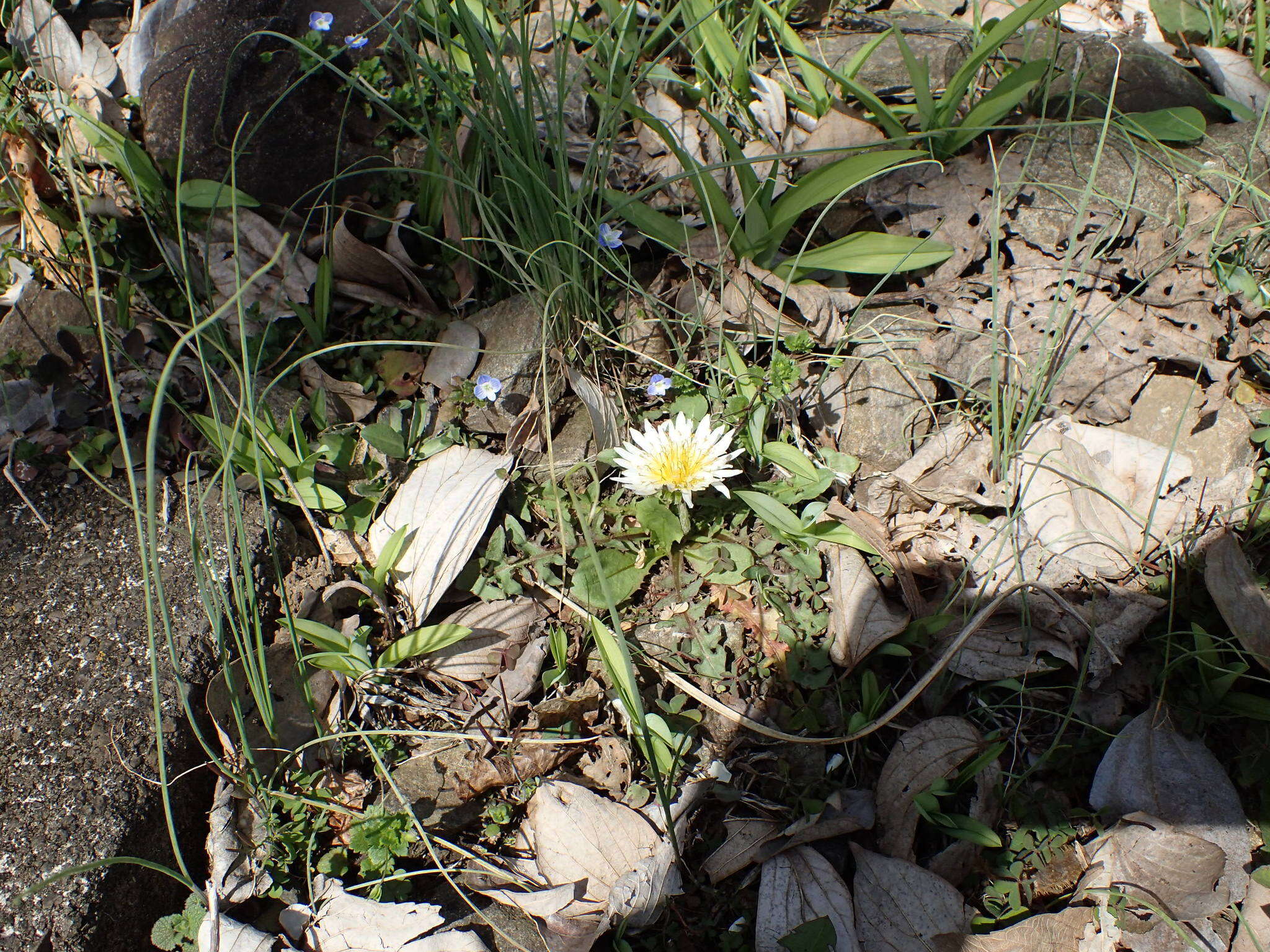 Image de Taraxacum albidum Dahlst.