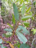 Image of Monanthotaxis micrantha (Baker) Verdc.