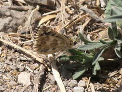 Image of rosy grizzled skipper