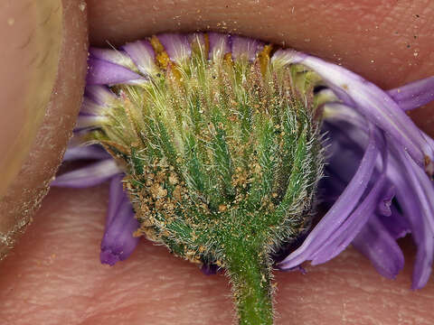 Слика од Erigeron clokeyi var. pinzliae G. L. Nesom