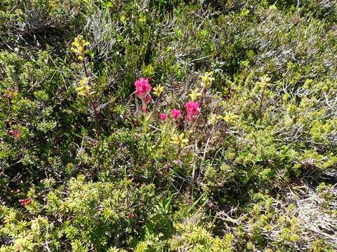 Image of Mt. Rainier lousewort