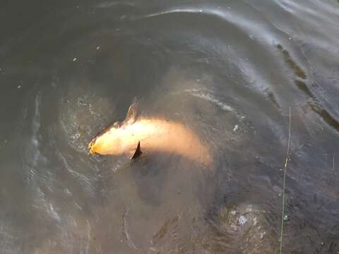 Image of Australian lungfish