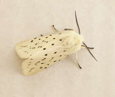 Image of white ermine