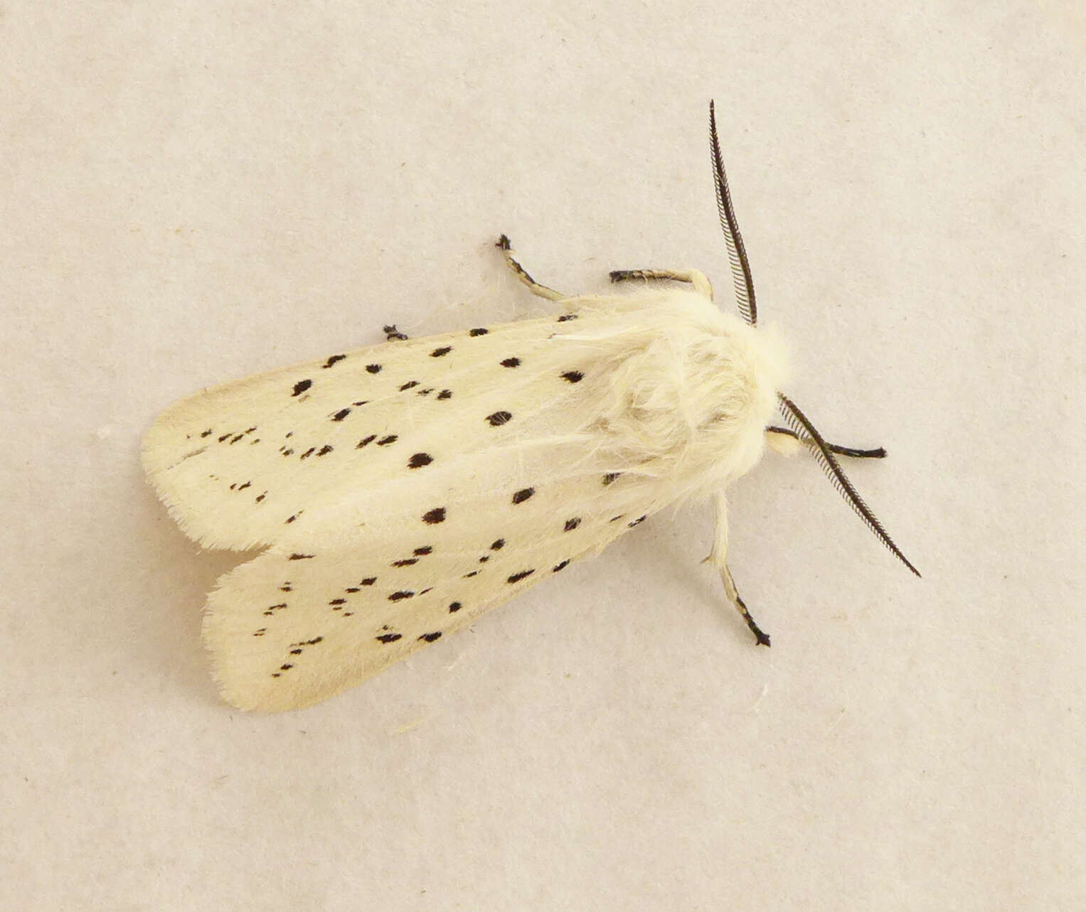 Image of white ermine