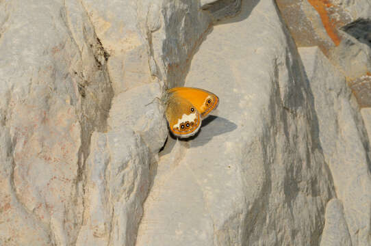 Coenonympha arcania Linnaeus 1761 resmi