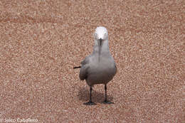 Image of Grey Gull