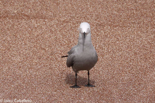 Image of Grey Gull