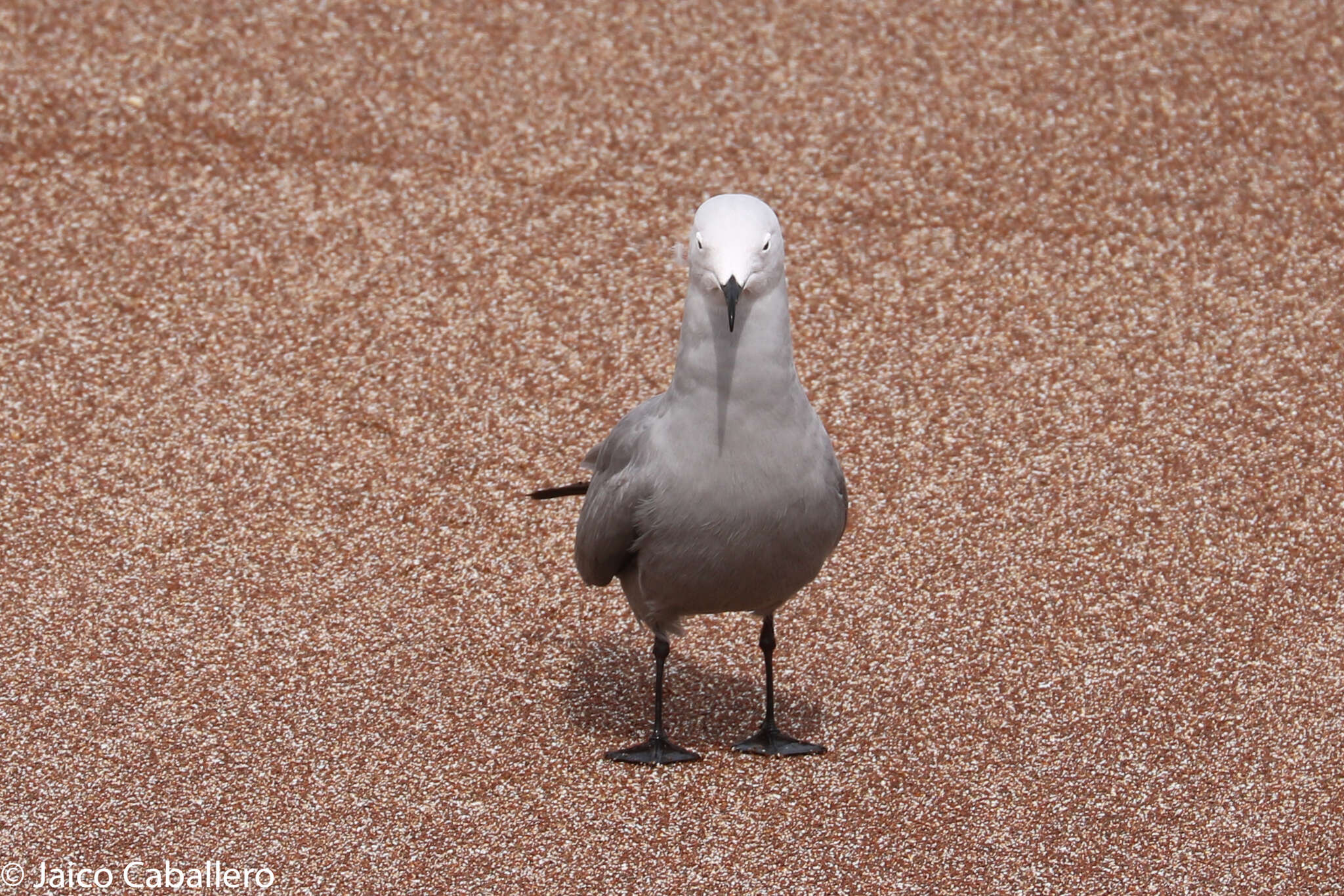 Image of Grey Gull