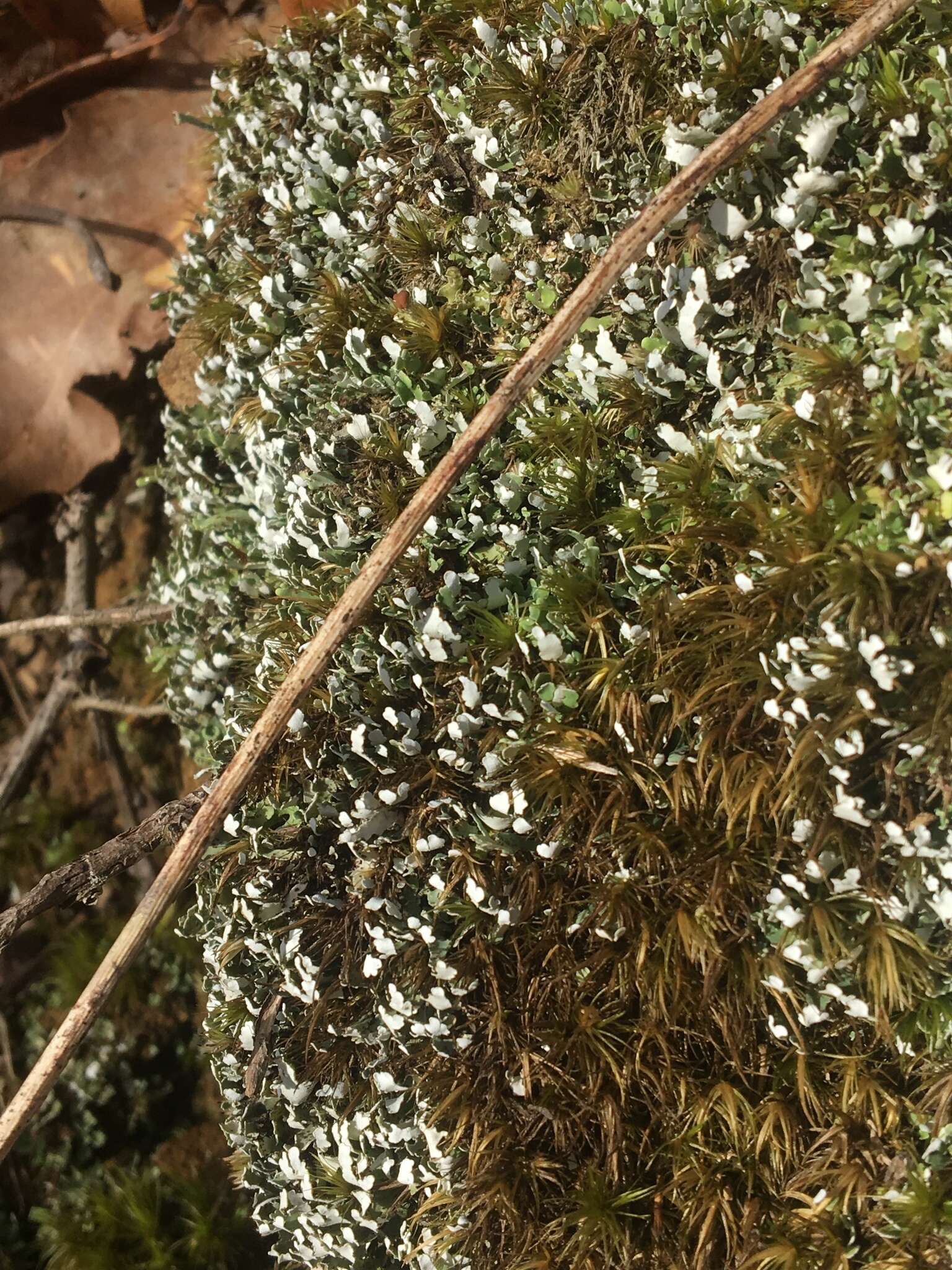 Image of cup lichen