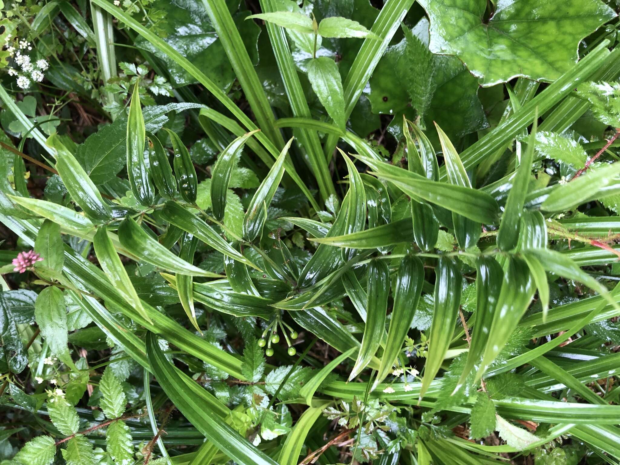 Image of Disporum shimadae Hayata