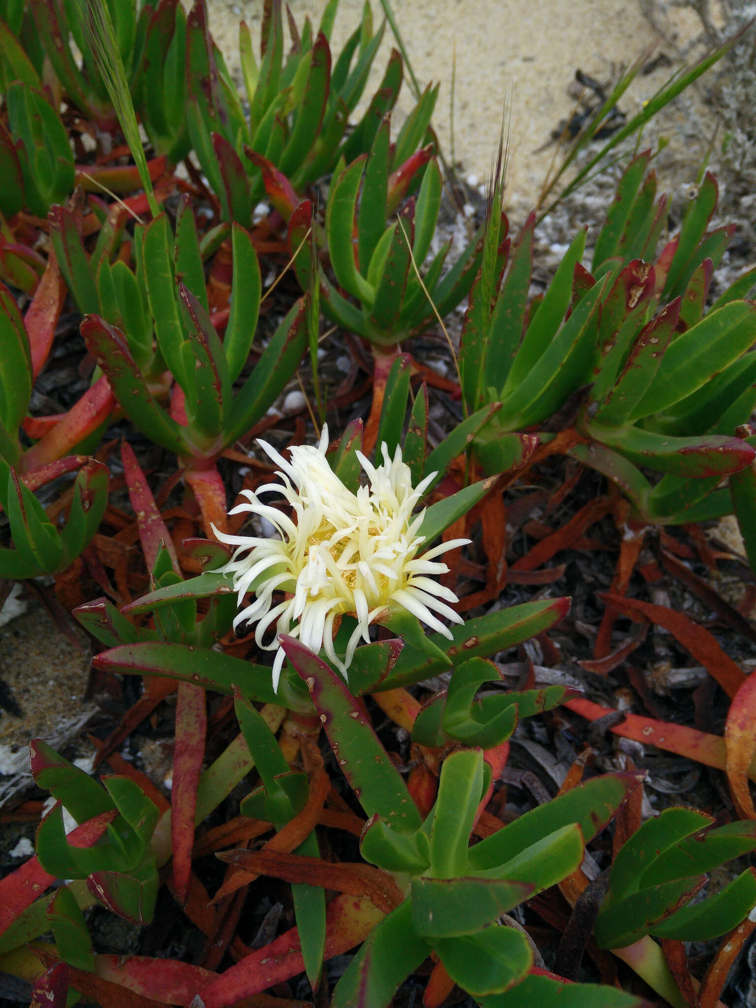 Image of hottentot fig