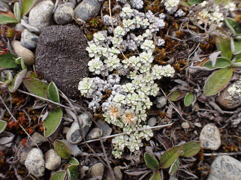 Image of Raoulia parkii J. Buch.