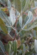 Image of Searsia magalismontana (Sond.) Moffett