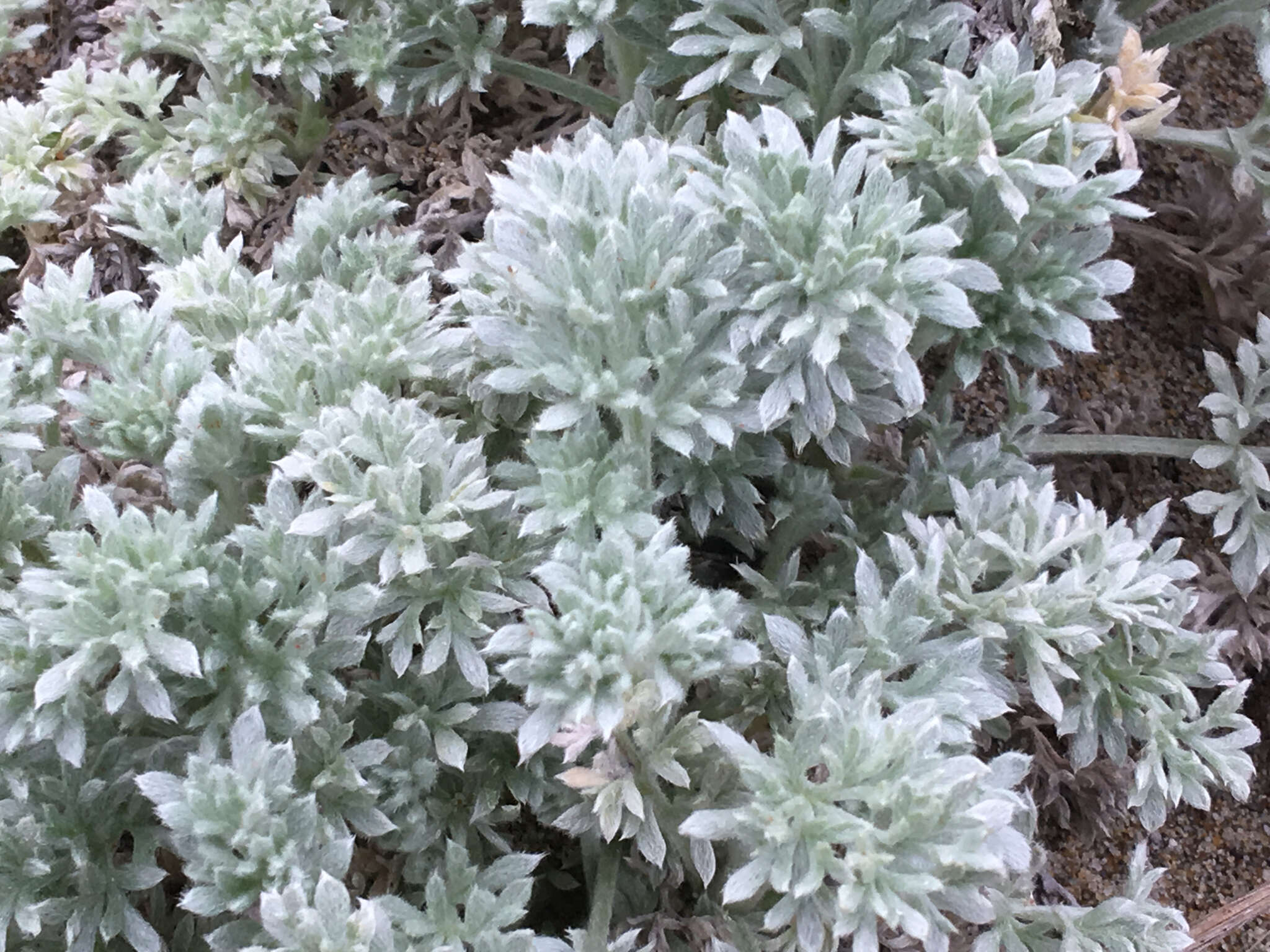 Image of beach wormwood