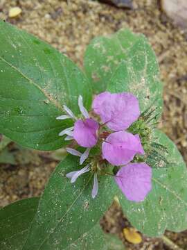 Image de Cuphea leptopoda Hemsl.