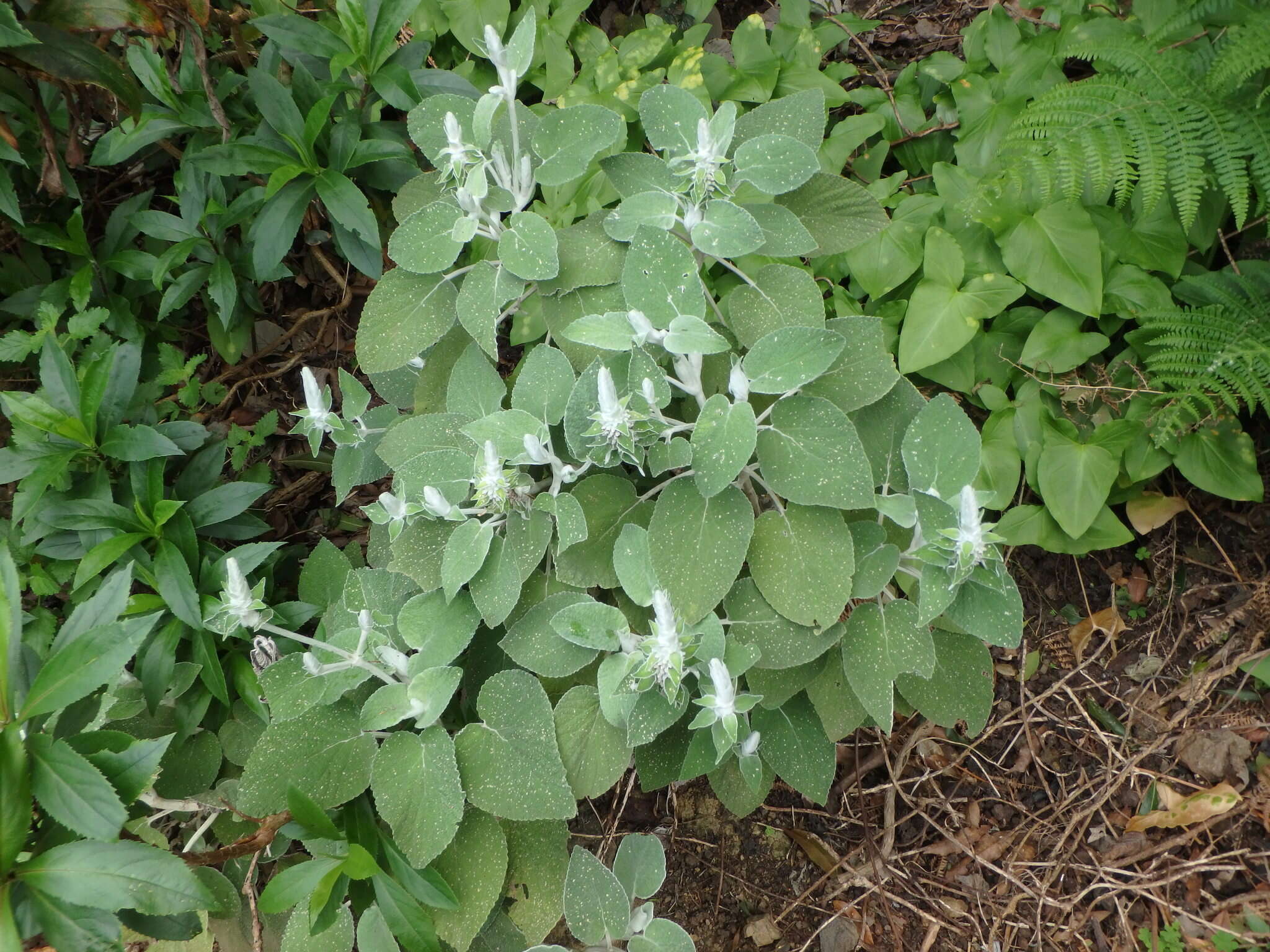 Слика од Sideritis macrostachyos Poir.