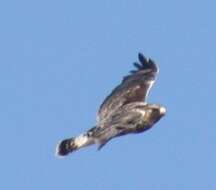 Image of Buteo lagopus sanctijohannis (Gmelin & JF 1788)