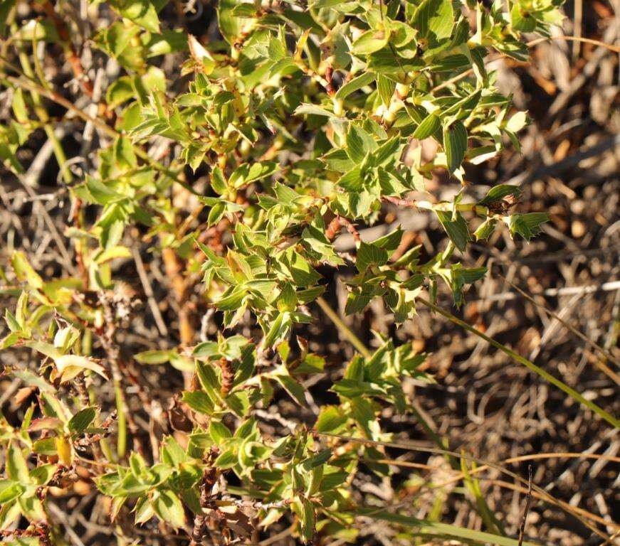 Image of <i>Cliffortia <i>ilicifolia</i></i> var. ilicifolia