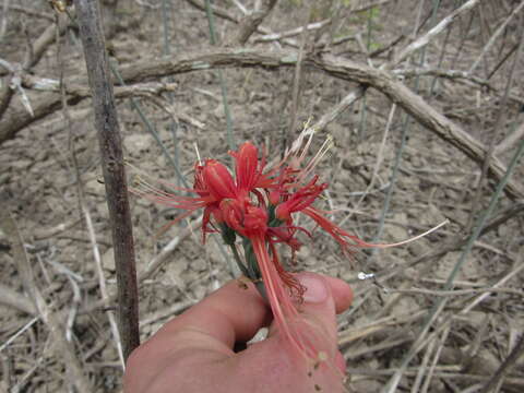 Image of Eucrosia bicolor Ker Gawl.