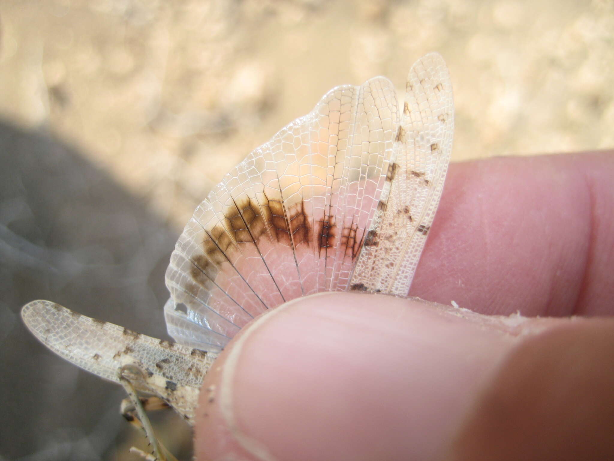 Plancia ëd Sphingonotus (Neosphingonotus) sublaevis (Bolívar & I. 1908)