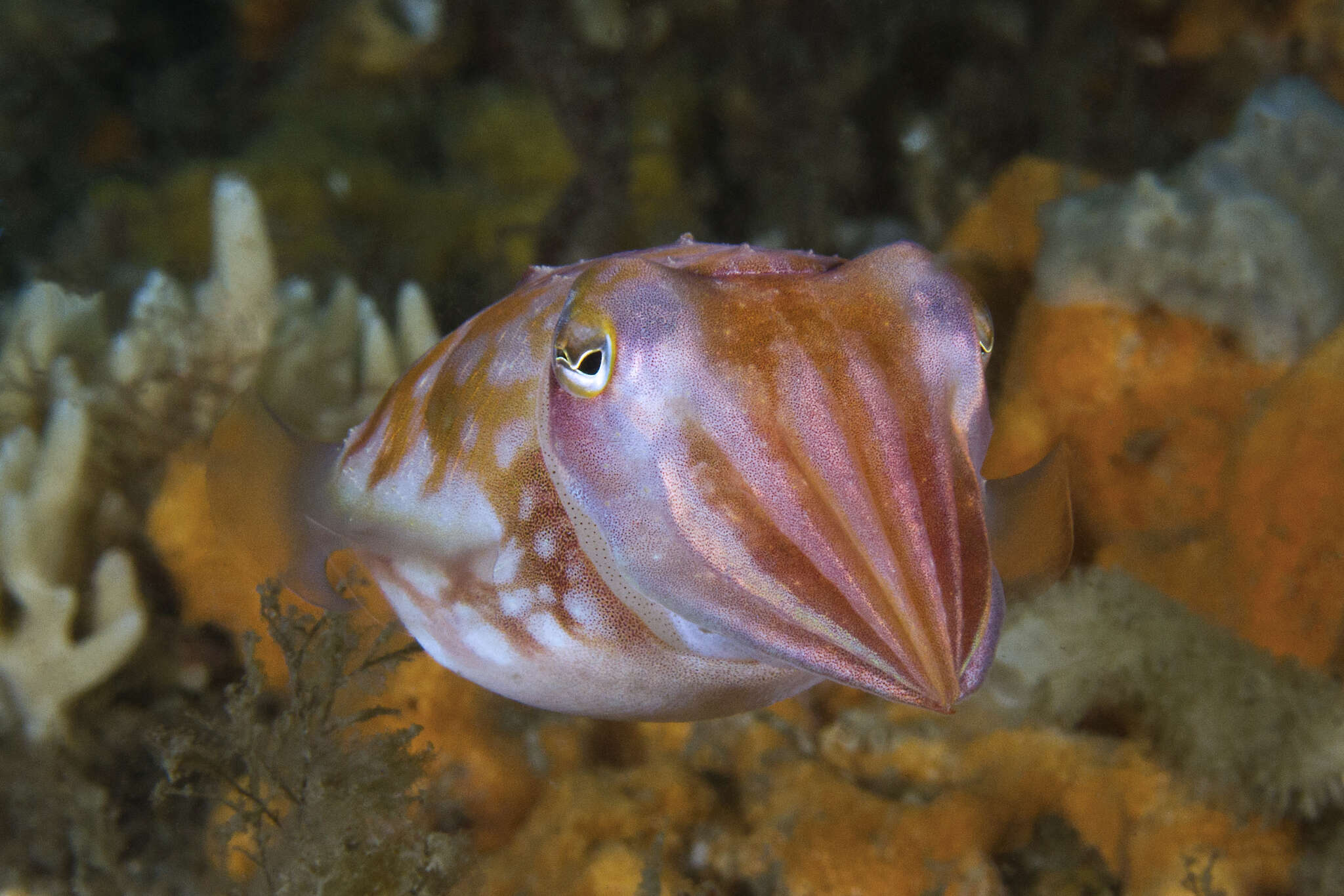 Image of Ken's cuttlefish