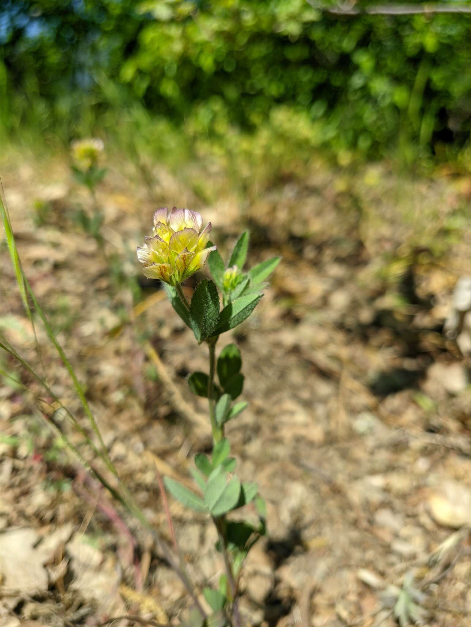 Imagem de Trifolium grandiflorum Schreb.