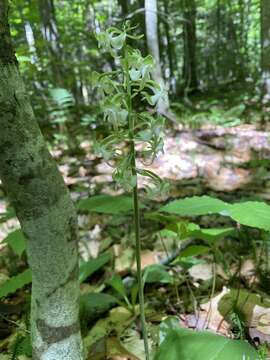 Слика од Platanthera orbiculata var. macrophylla (Goldie) Luer