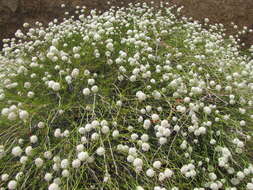 Image of Eastern Mojave buckwheat