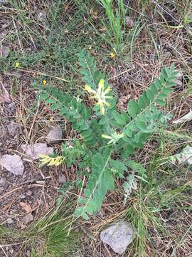 Image of giant milkvetch