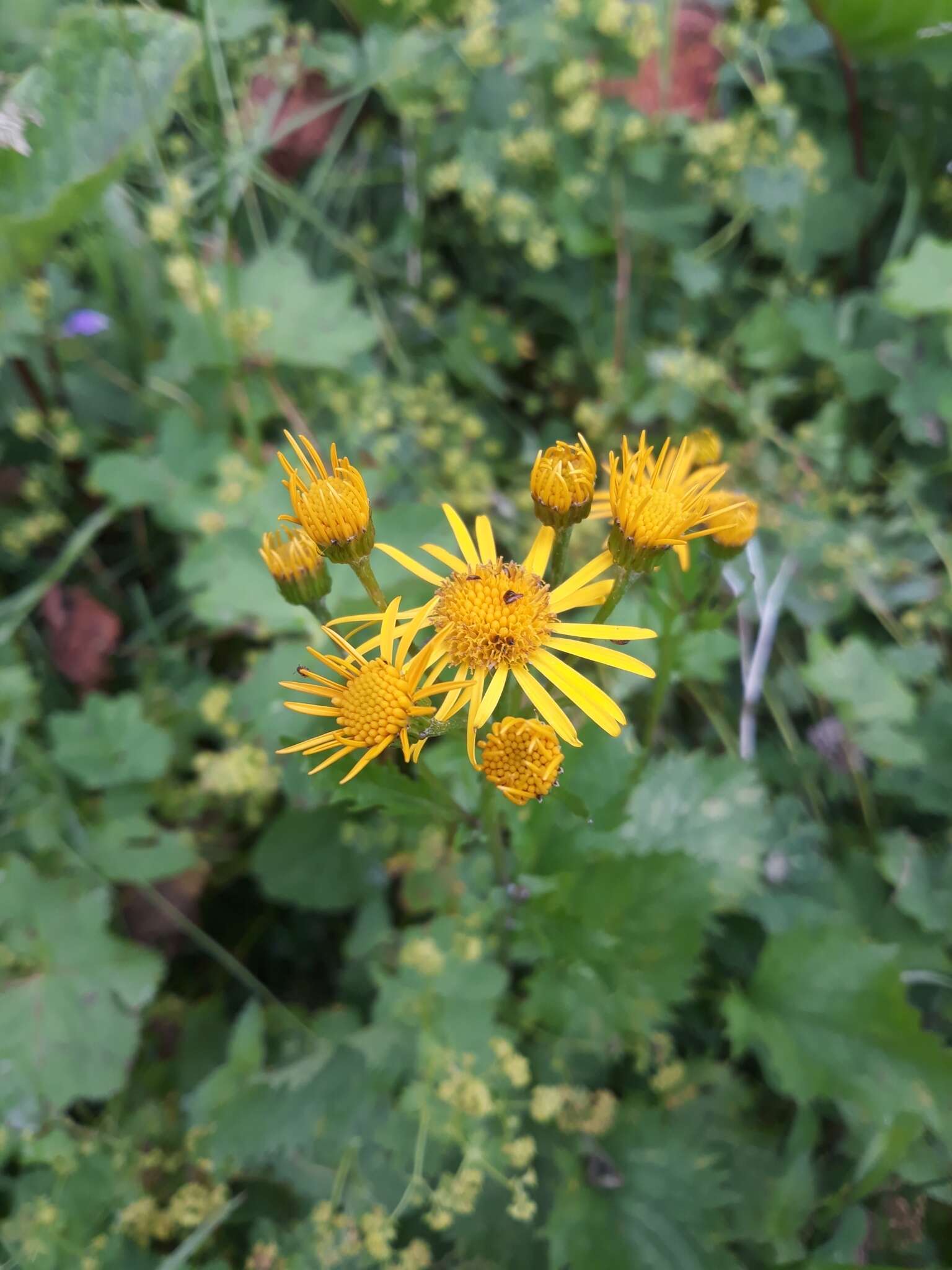 Слика од Jacobaea subalpina (W. D. J. Koch) Pelser & Veldkamp