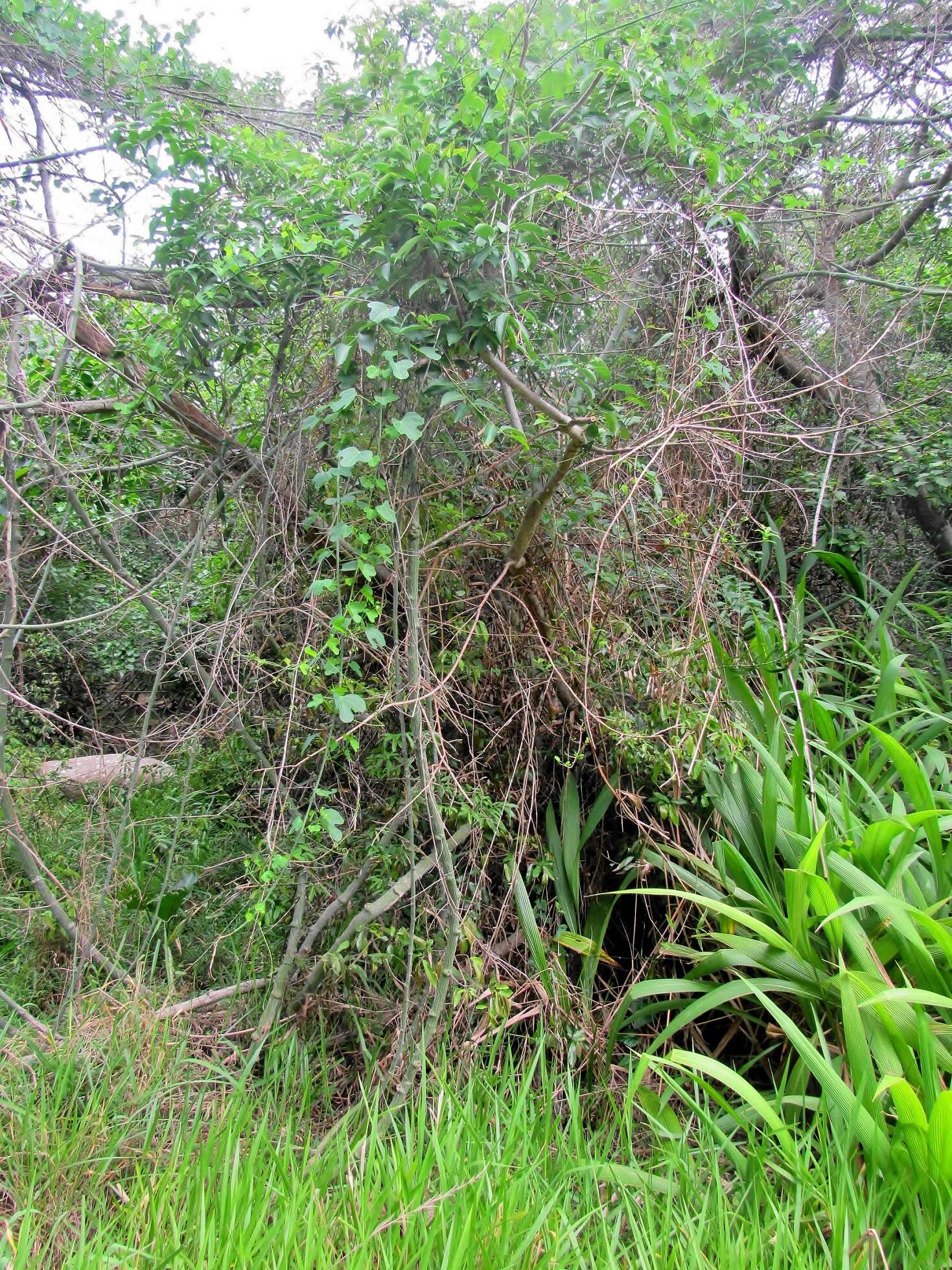 Imagem de Adenia cissampeloides (Planch. ex Hook.) Harms