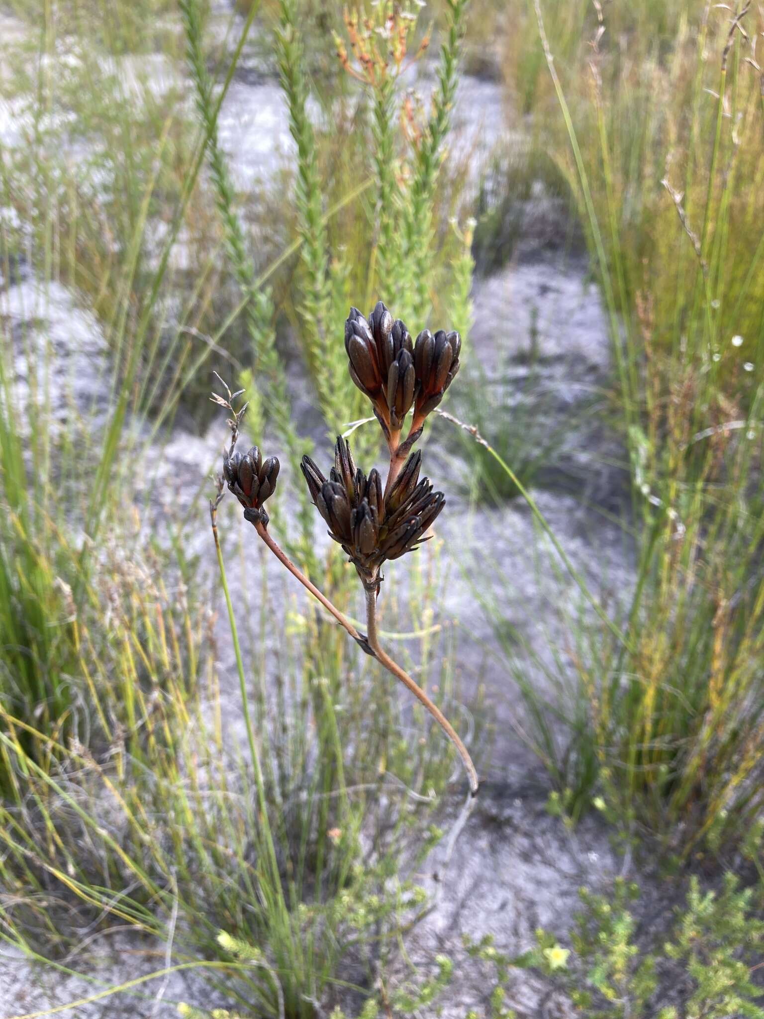 Image of Haemodorum planifolium R. Br.