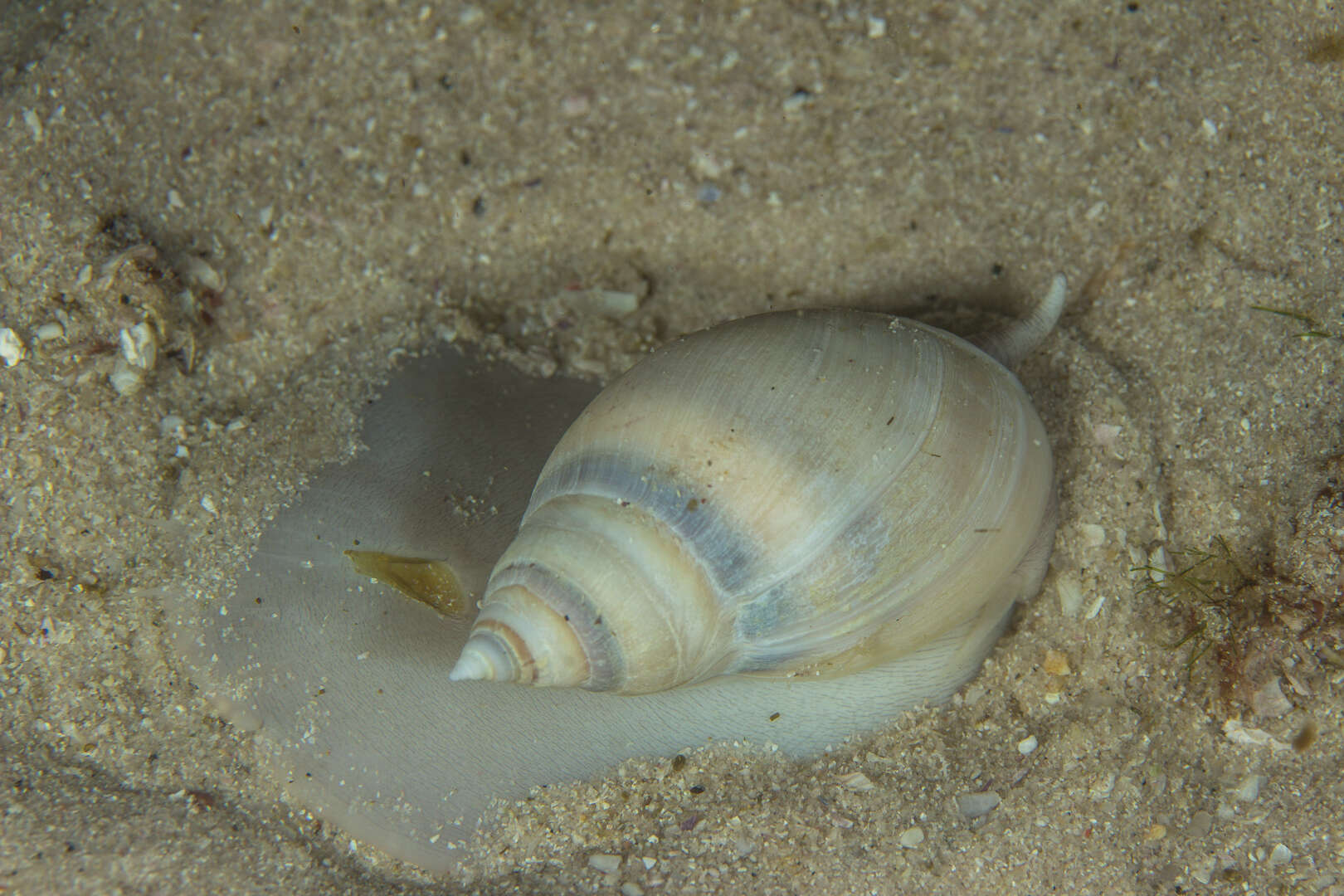 Image of fat plough shell
