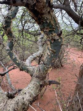 Image of Satin-bark corkwood