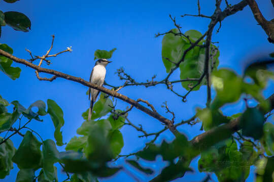 Image of Ashy Minivet