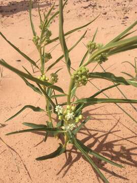 Image of Utah milkweed