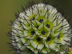 صورة Scabiosa africana L.