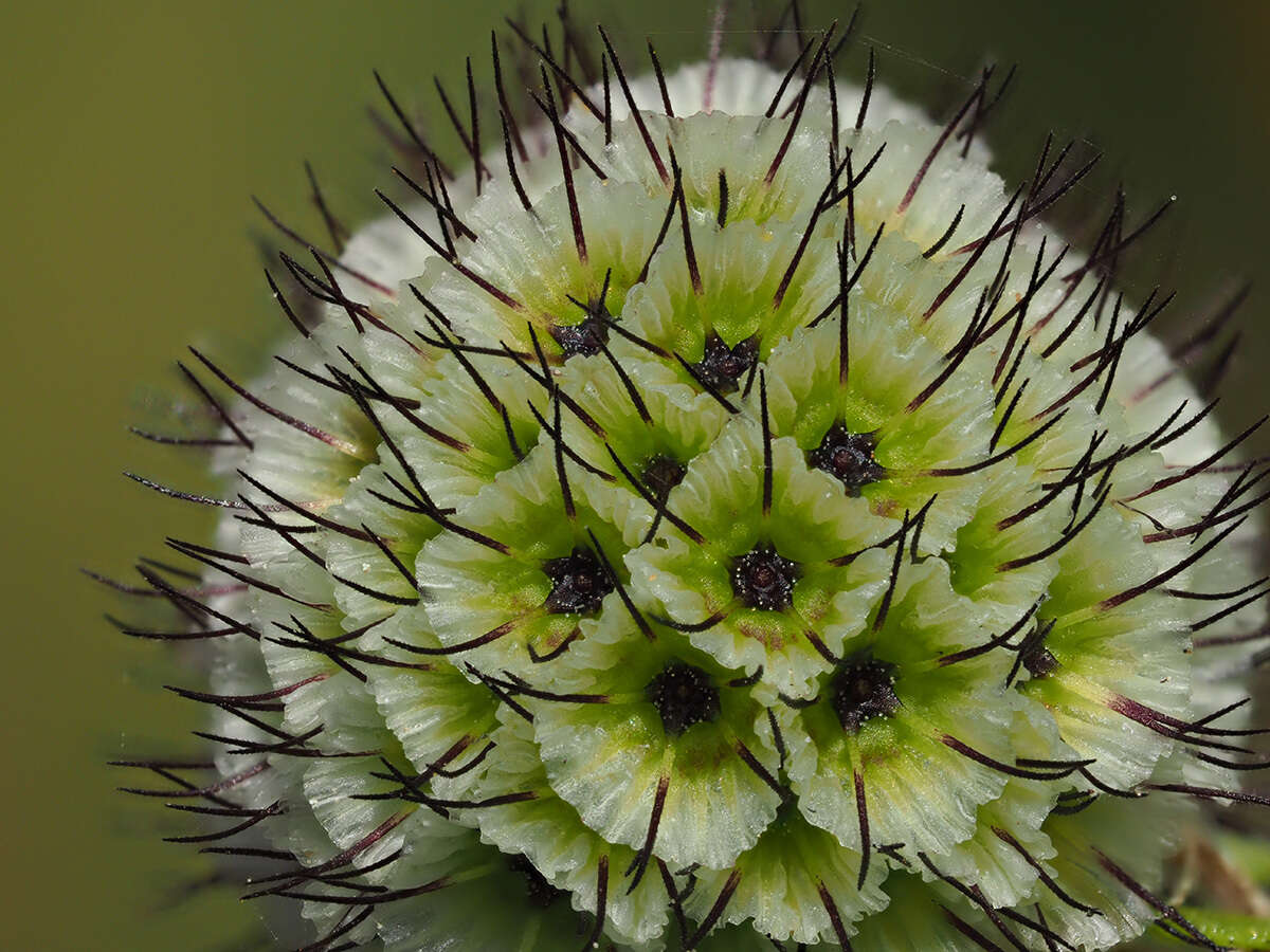 صورة Scabiosa africana L.