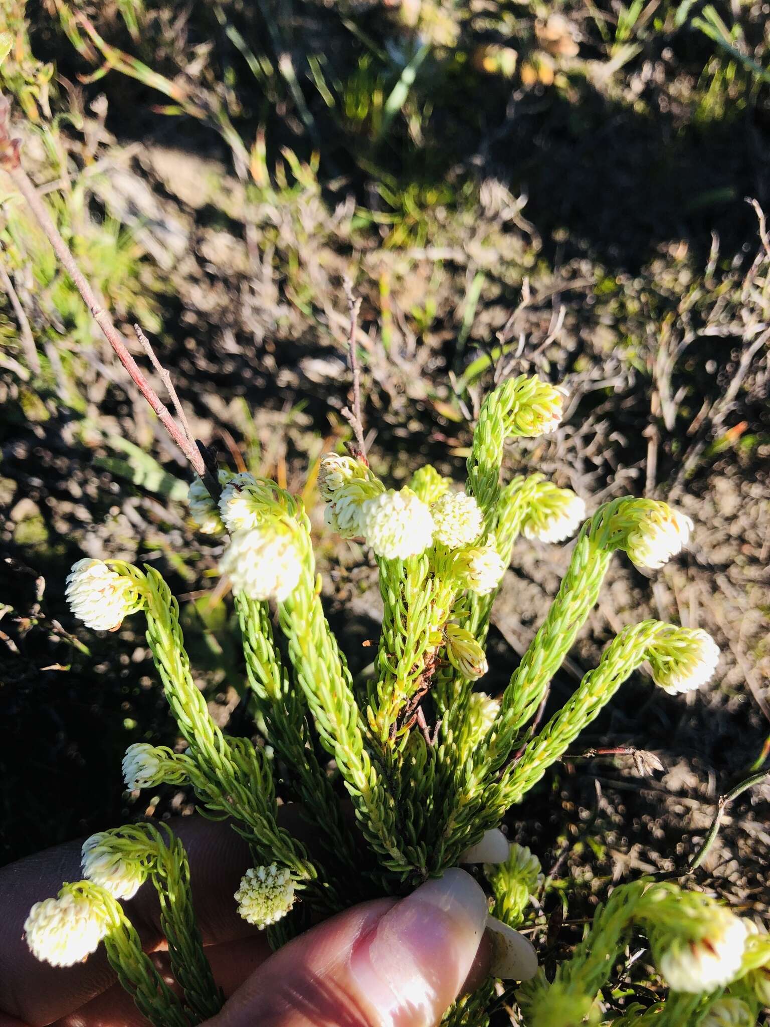 Image of Erica bruniifolia Salisb.