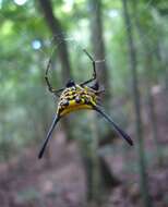 Image of Gasteracantha remifera Butler 1873