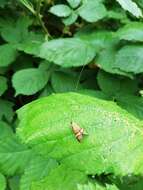 Imagem de Nemophora degeerella Linnaeus 1758