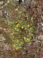 Image of Yosemite tarweed